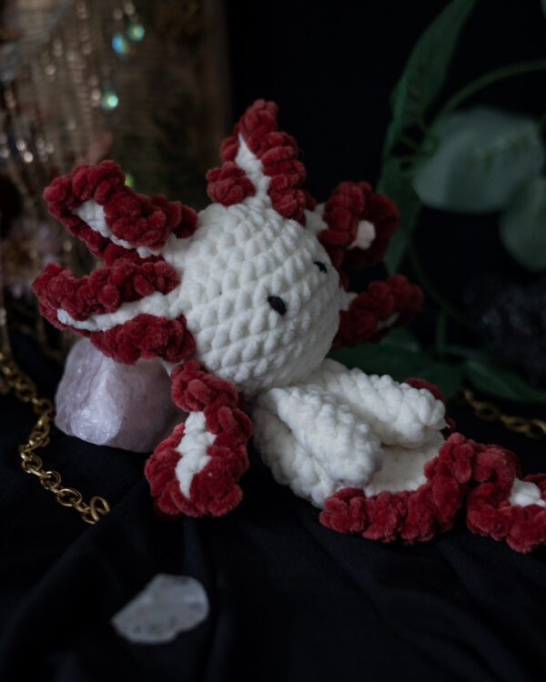 Axolotl jumeaux (2) Axolotl