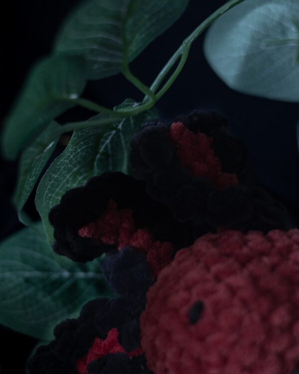 Axolotl jumeaux (4) Axolotl